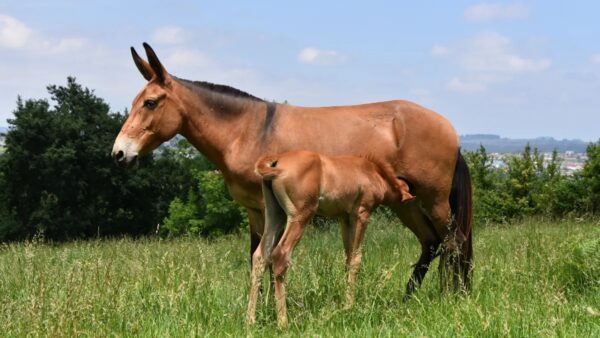 Bí ẩn di truyền khiến loài la gần như vô sinh: Vì sao trong hơn 500 năm chỉ có dưới 100 con la sinh con?