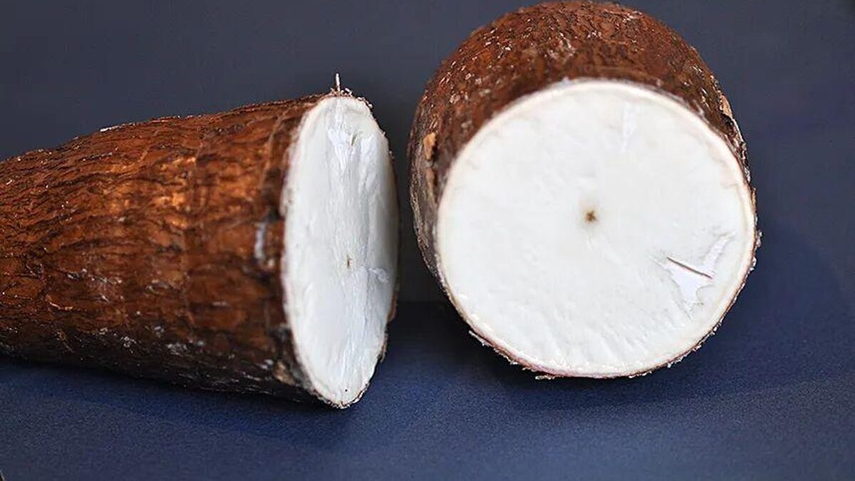 Bí ẩn về loài cây mang kịch độc chết người nhưng lại là nguồn lương thực nuôi sống hàng trăm triệu sinh mệnh