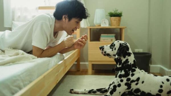 Startup AI Trung Quốc ra mắt phần mềm phiên dịch, có thể giải mã tiếng của chó mèo với độ chính xác lên đến 95%